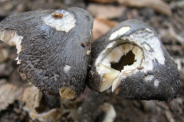 Volvariella  terrea  sp.nov.